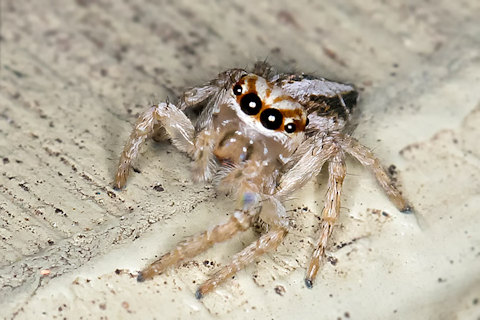 Jumping Spider (Evarcha infrastriata) (Evarcha infrastriata)